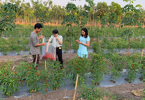 Tổng hợp 80 về mô hình trồng ớt chỉ thiên hay nhất  Tin học Đông Hòa