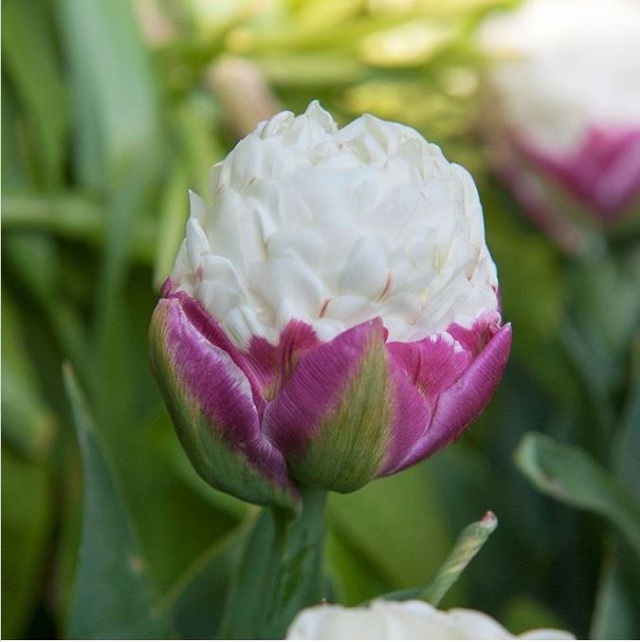 Tuyệt đẹp và độc đáo bông hoa tulip giống hệt ly kem mát lạnh ...