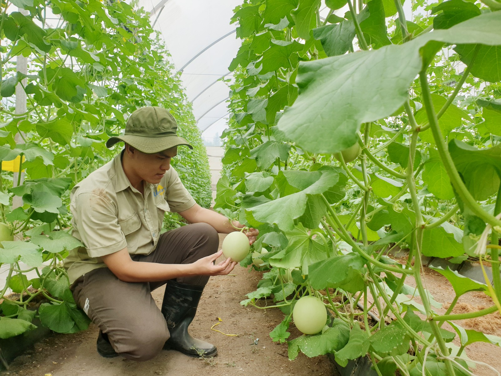 Phát triển nông nghiệp ứng dụng công nghệ cao