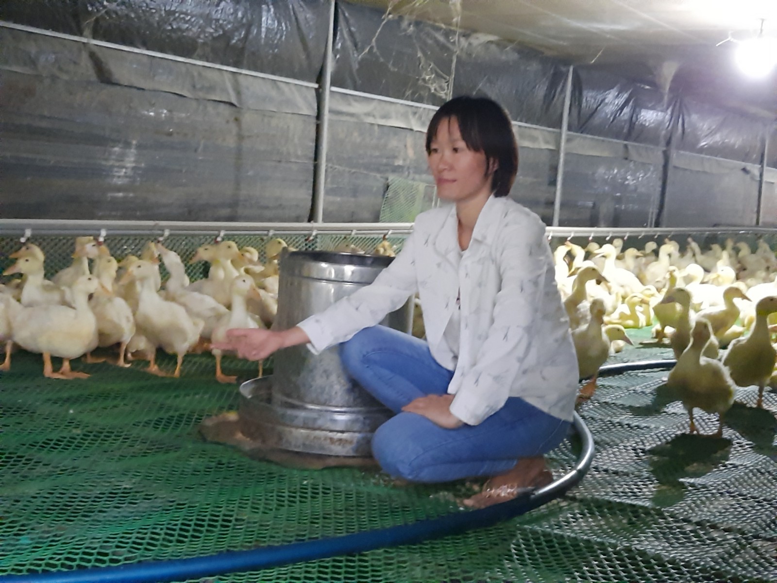 Hiệu quả từ mô hình nuôi vịt siêu trứng  GlobalGAP Thực hành tốt nông  nghiệp toàn cầu  GlobalGAP Việt Nam