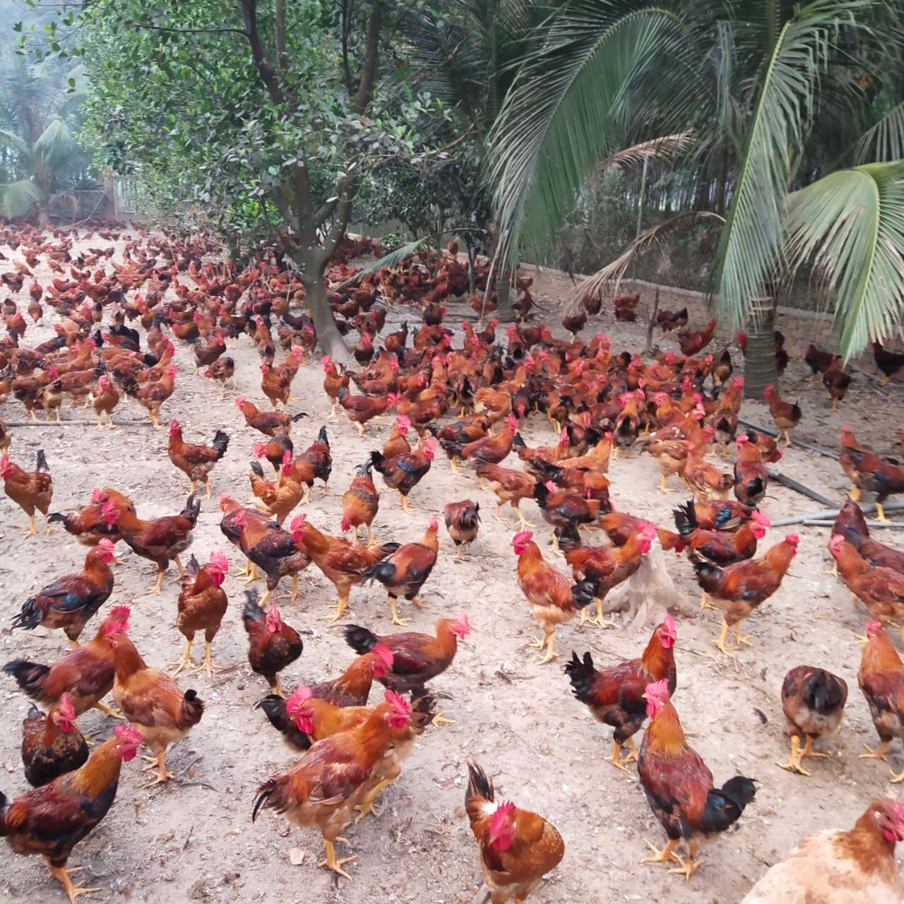 Trở thành tỷ phú nhờ chăn nuôi gà thả vườn  Choluoicom
