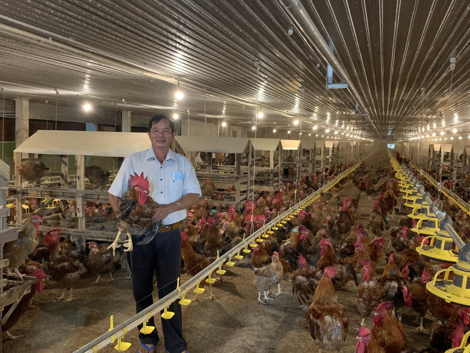 Dương Thị Sáng thành công từ nuôi gà theo mô hình trang trại  Bản tin Điện  tử Họ Dương Việt Nam