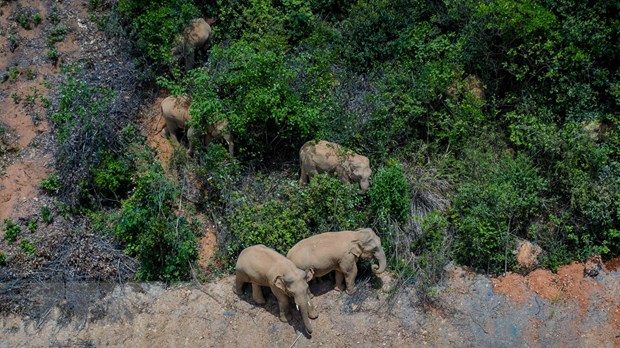 Hãy chiêm ngưỡng khung hình độc đáo về những con voi khi còn tồn tại trên trái đất để hiểu sự quan trọng của việc bảo vệ các loài động vật hoang dã, đồng thời tôn vinh vẻ đẹp độc đáo của chúng.