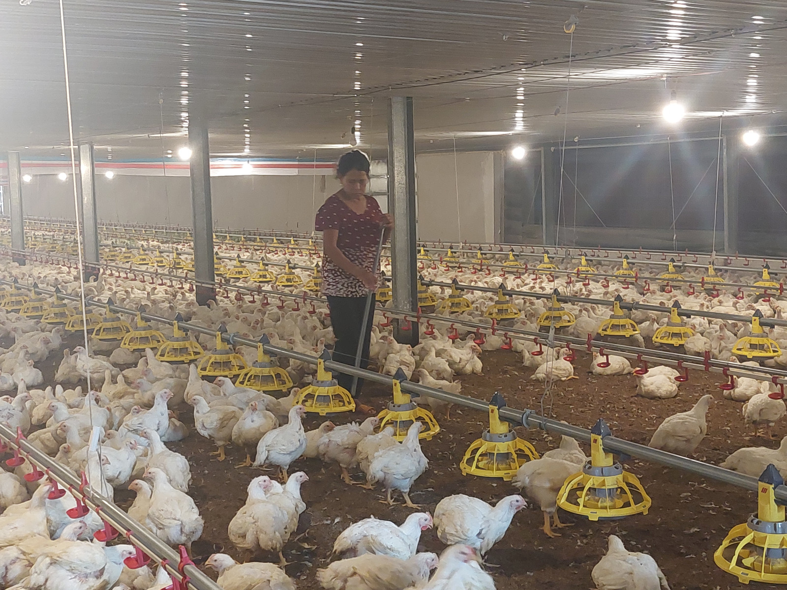 Animal husbandry industry pledges to have adequate supply for the Tet  demand - Báo Bình Dương Online