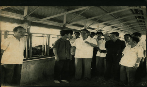 Nguyên Tổng Bí thư Lê Duẩn thăm trang trại trâu sữa Murrah năm 1982