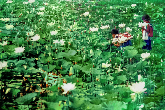 Ruộng sen trắng ven đường ĐT744 , gần cầu Ông Cộ. Ảnh chụp 08/04/1996