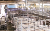 Công ty TNHH MTV Chăn nuôi Vifaco: Năm 2009, cung cấp trên 14.000 con heo giống cho nông dân