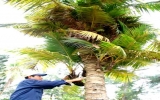 Cây dừa kỳ lạ có hơn 100 nhánh