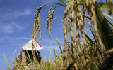 Sẽ “bán” rủi ro bảo hiểm nông nghiệp cho nước ngoài?