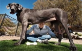 Chú chó cao nhất thế giới