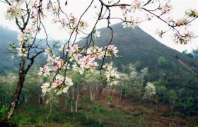 Hoa ban nở trắng xứ Mường Trời