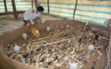 Huong Que牌肉鸡饲养合作社为消费者提供达标的肉鸡