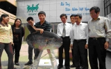 Rare fish presented to Vietnam  Museum of Nature