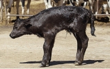西班牙第一头克隆斗牛诞生