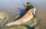 Câu được cá nước ngọt nặng 113 kg