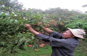 Lục Ngạn mùa vải chín