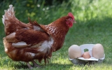 Con gà mái đẻ 2 quả trứng to kỷ lục