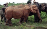 Bắt được voi trắng quý hiếm ở Myanmar