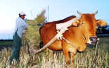 “Nghiến răng” cắt lúa nuôi... bò!