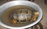 Hà Tĩnh: Dân đổ xô đi xem rùa vàng quý hiếm