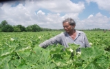 Nông dân sản xuất giỏi Tống Văn Phú: “Như chưa hề có cuộc ly… nông”