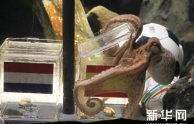 世界杯8猜8中保罗名声大振 预言家急流勇退要退休