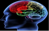 研究发现：女性的脑子比男性更擅长记忆信息