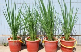 “Ancient rice” in the ear