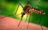 Muỗi lạ xuất hiện dày đặc trên địa bàn Kiên Giang