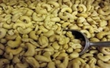 Cashew nut exports pick up