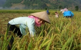 Năng suất lúa châu Á sẽ giảm