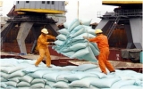 New floor prices applied for exported rice