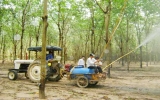 Corynespora attacks small rubber farms