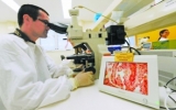 法国科学家敦促全球防范“超级细菌”