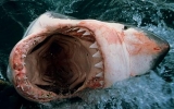 Phát hiện thi thể thủy thủ trong bụng cá mập