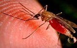 非洲科学家开发出预测疟疾暴发新方法