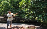 Tiếp tục nâng cao chất lượng vườn cây ăn trái Lái Thiêu