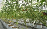 Growing clean vegetables and fruits by Australian technology