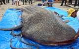 Bạc Liêu: Cá ông nặng 4 tấn dính lưới