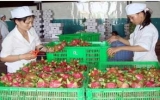 Dragon fruit gains access to Chile, RoK markets