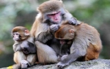 Bé sơ sinh thiệt mạng vì bị khỉ bắt