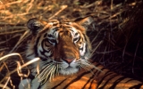 Hổ có nguy cơ tuyệt chủng trong 12 năm tới