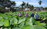 Tan Binh Commune’s Farmer Association to promote high-tech transfer