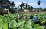 Hội Nông dân xã Tân Bình (Dĩ An): Đẩy mạnh chuyển giao khoa học kỹ thuật cho nông dân