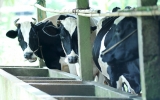 Nghề nuôi bò sữa: Cần hướng đến quy mô lớn và chuyên nghiệp hơn