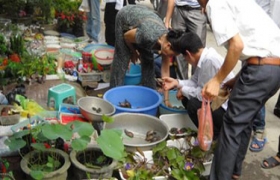 Thăm chợ Hàng
