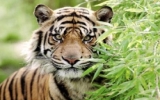 NGO pans province’s auction of tiger-bone glue