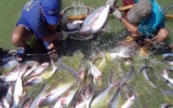 WWF rút cá tra Việt Nam ra khỏi danh sách đỏ
