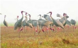 Red-headed cranes flock to southwestern Vietnam