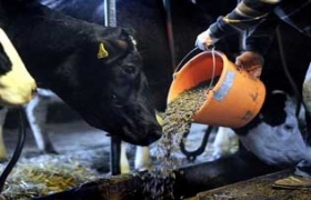 Germany re-opens farms, vows action after dioxin scare